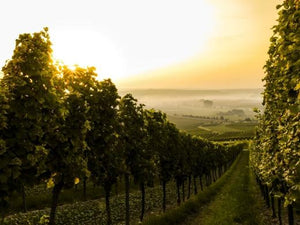 Online-Weinprobe Rheinhessen – Das Land der tausend Hügel