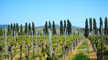 Online-Weinprobe Pfalz – Herz des deutschen Weinbaus
