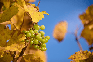 Weinreben im Herbst