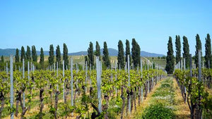 Online-Weinprobe Pfalz – Herz des deutschen Weinbaus